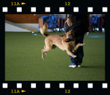 Landesmeisterschaft Obedience in Beselich